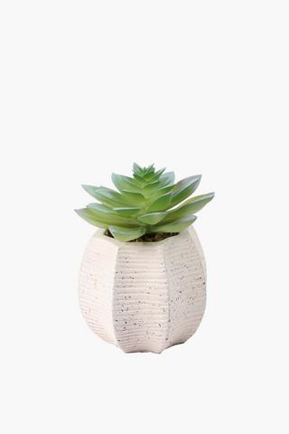 Rock Rose In Octogon Pot, 9.5x11.5cm