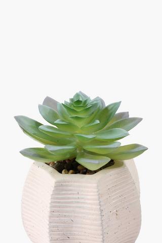 Rock Rose In Octogon Pot, 9.5x11.5cm