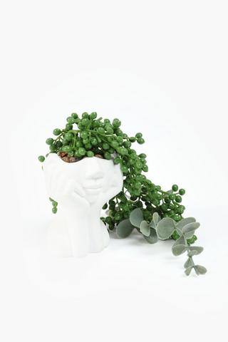 Donkey Tail In Portrait Pot, 8x15cm