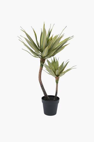 2 Stem Caribbean Agave In Plastic Pot, 50x95cm
