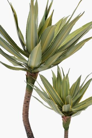 2 Stem Caribbean Agave In Plastic Pot, 50x95cm