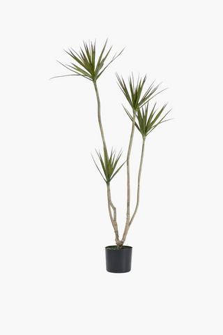 4 Stem Yucca Tree, 40x160cm