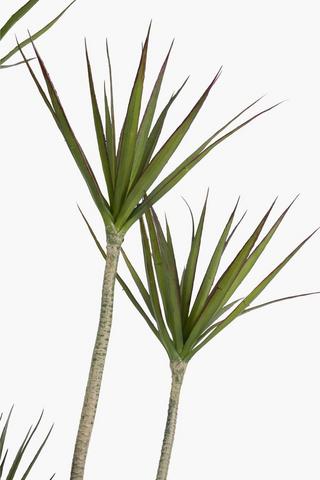 4 Stem Yucca Tree, 40x160cm