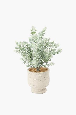 Blossom In Speck Footed Pot, 10x30cm