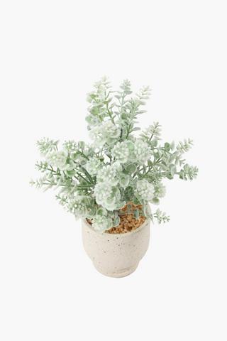 Blossom In Speck Footed Pot, 10x30cm