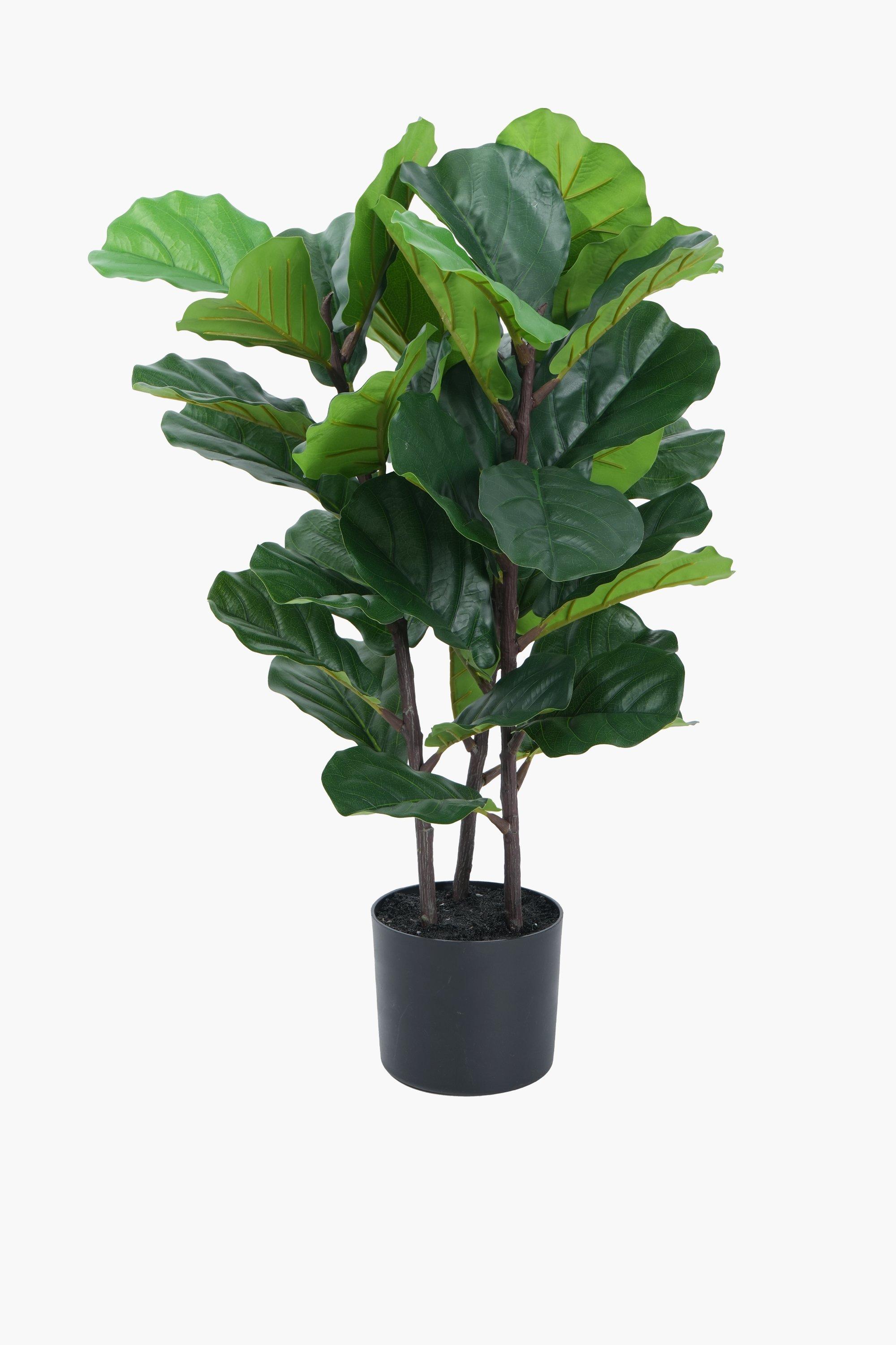 3 Stem Fiddle Tree, 70cm