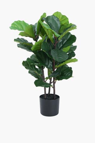 3 Stem Fiddle Tree, 70cm
