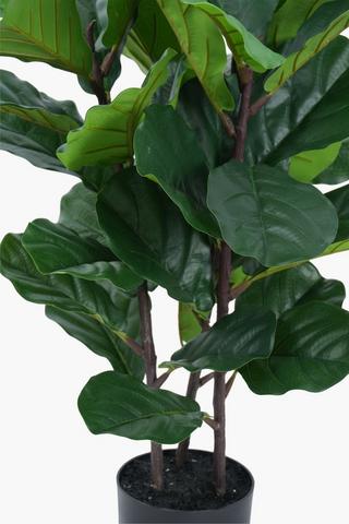 3 Stem Fiddle Tree, 70cm