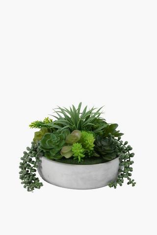 Multi Agave In Cement Pot, 22x17cm