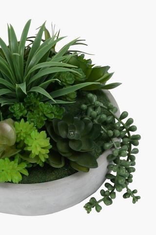 Multi Agave In Cement Pot, 22x17cm