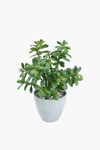 Spekboom Potted, 41cm