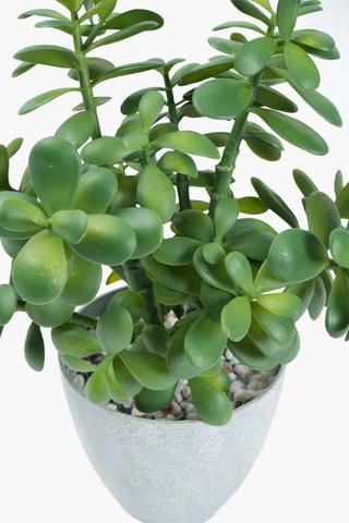 Spekboom Potted, 41cm