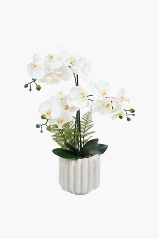 Orchid In Neo Pillar Pot, 16x57cm
