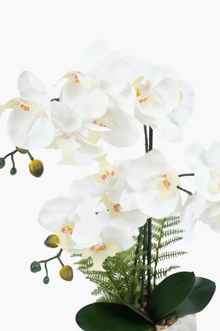 Orchid In Neo Pillar Pot, 16x57cm