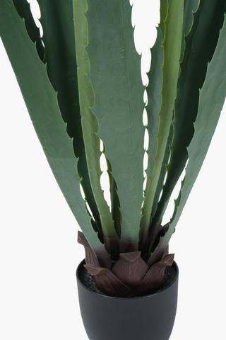 Sisal Agave, 113cm