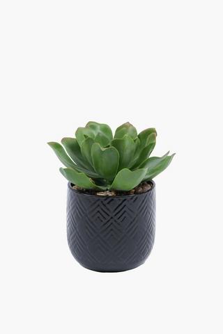 Rock Rose In Geo Pot, 7.5x16cm