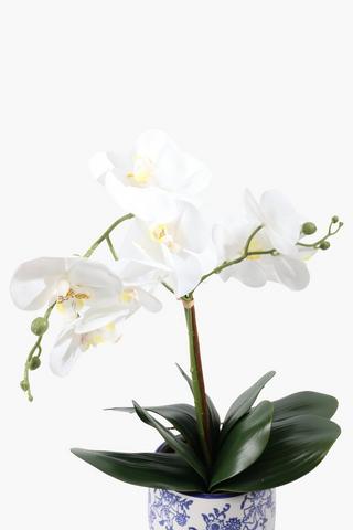 Orchid In Delft Pot, 10x48cm