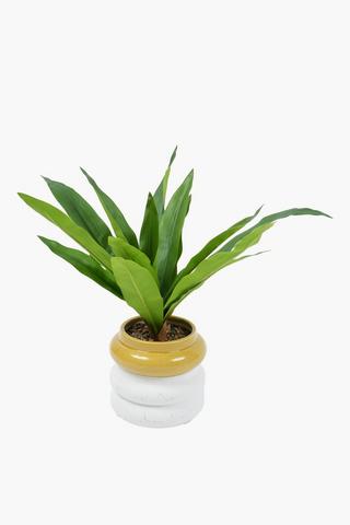 Dracaena In Speckle Pot, 14.5x38cm