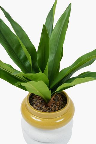 Dracaena In Speckle Pot, 14.5x38cm