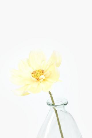 Queen Cosmos Single Stem, 38cm