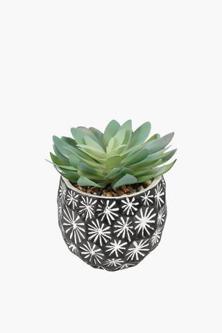 Agave In Star Pot, 7.5x15cm