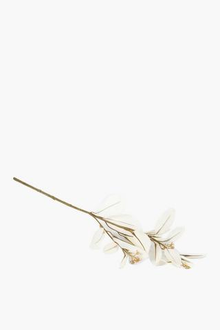 Eucalyptus Single Stem, 62cm