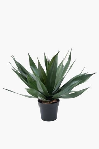 Garden Agave Potted, 65cm