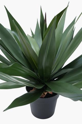 Garden Agave Potted, 65cm