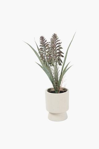 Aloe In Cement Footed Pot, 10x44cm
