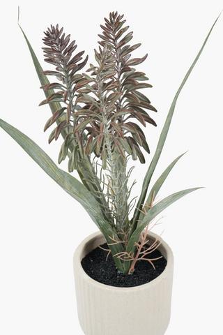 Aloe In Cement Footed Pot, 10x44cm
