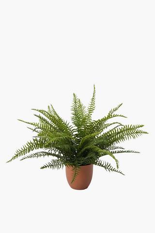 Fern In Terra Pot, 57cm