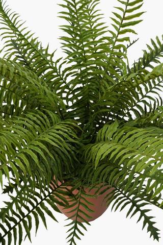Fern In Terra Pot, 57cm