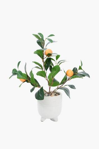 Naartjie Tree In Glaze Footed Pot, 12x43cm