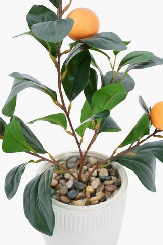 Naartjie Tree In Glaze Footed Pot, 12x43cm