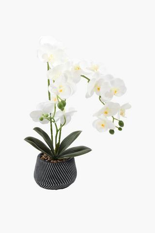 Orchid In Zig Zag Pot, 9x41cm
