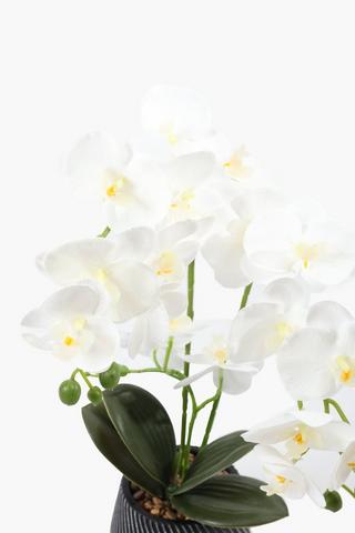 Orchid In Zig Zag Pot, 9x41cm