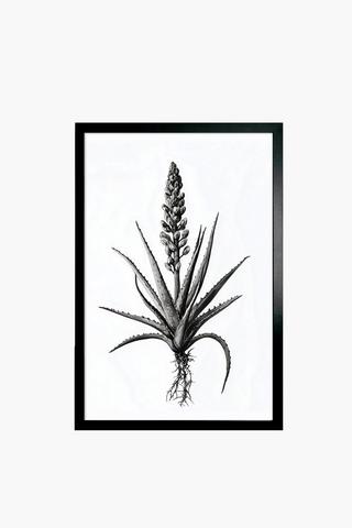 Framed Aloe Canvas, 60x90cm