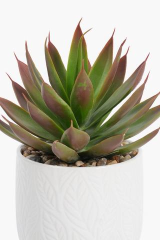 Agave In Leaf Pot, 7.5x16cm