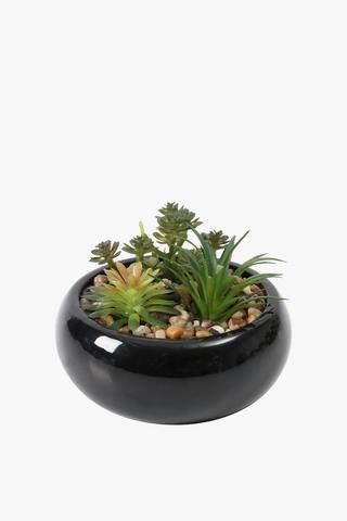 Multi Succulents In Round Pot, 14x5.5cm