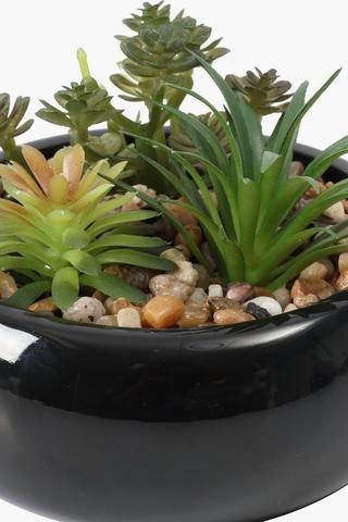Multi Succulents In Round Pot, 14x5.5cm