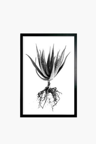 Framed Aloe Canvas, 60x90cm