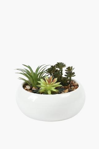 Multi Succulents In Round Pot, 14x5.5cm