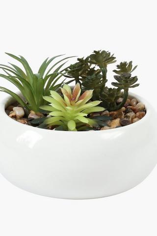 Multi Succulents In Round Pot, 14x5.5cm