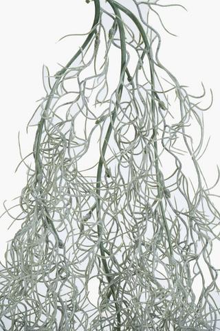 Old Man's Beard Single Stem, 90cm