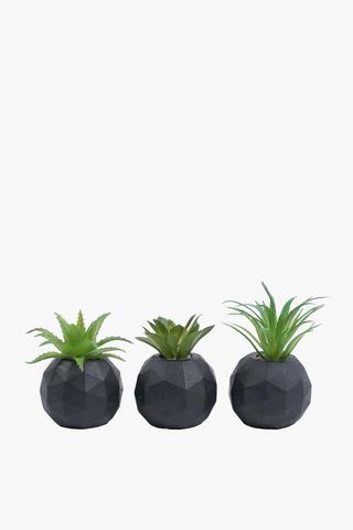 Assorted Agaves In Facet Pot, 5x7cm