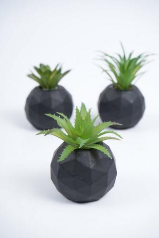 Assorted Agaves In Facet Pot, 5x7cm