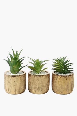 Assorted Agave In Scratch Pot, 8.5x14cm