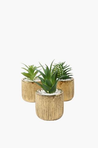 Assorted Agave In Scratch Pot, 8.5x14cm