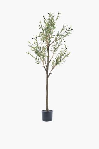 Olive Tree, 150cm
