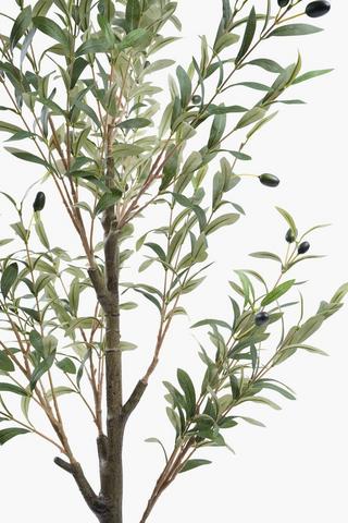 Olive Tree, 150cm